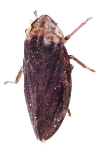 Réf. 310 401 : Philaenus spumarius